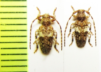 Pogonocherus fasciculatus  Czech Rep. - INSECTS-STORE.RU