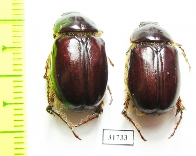 Melolonthinae sp.  Iran, Boyer-Ahmad prov. - INSECTS-STORE.RU