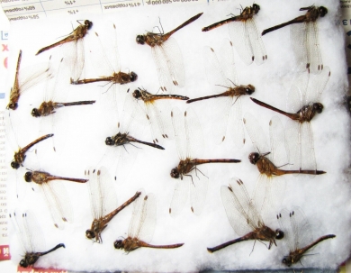 Odonata sp.  Russia, Tver reg. - INSECTS-STORE.RU
