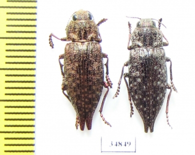 Dicerca furcata, pair  Russia, Kaluga reg. - INSECTS-STORE.RU