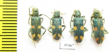Trichodes zhelochovtsevi  Uzbekistan - INSECTS-STORE.RU