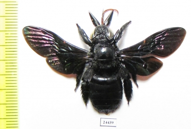 Hymenoptera sp.  Indonesia, Java - INSECTS-STORE.RU