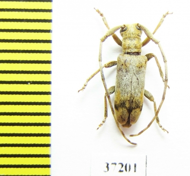 Cerambycidae sp.  South Africa Rep. - INSECTS-STORE.RU
