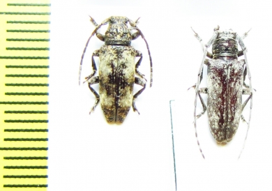 Cerambycidae sp.  South Africa Rep. - INSECTS-STORE.RU