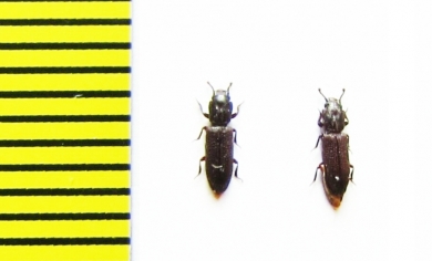 Pycnomerus sp.  Peru - INSECTS-STORE.RU