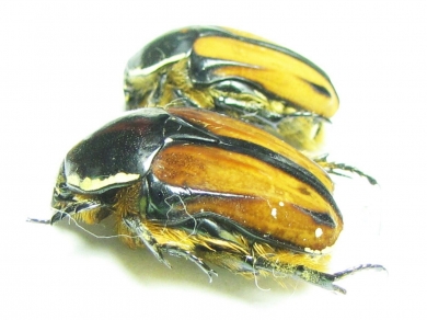 Trichostetha signata ssp., pair  South Africa Rep. - INSECTS-STORE.RU