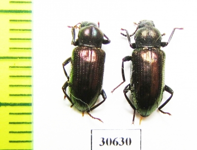 Tenebrionidae sp.  Malaysia, Borneo - INSECTS-STORE.RU