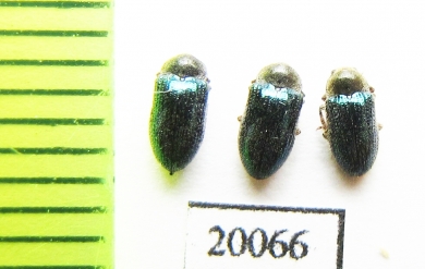 Dryopidae sp.  Indonesia, Sumatra - INSECTS-STORE.RU