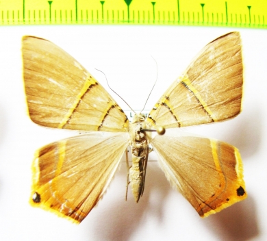 Geometridae sp.  Honduras - INSECTS-STORE.RU