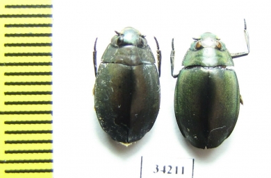 Gyrinidae sp.  Ethiopia - INSECTS-STORE.RU