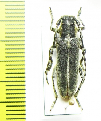 Oxylia duponcheli  Greece - INSECTS-STORE.RU