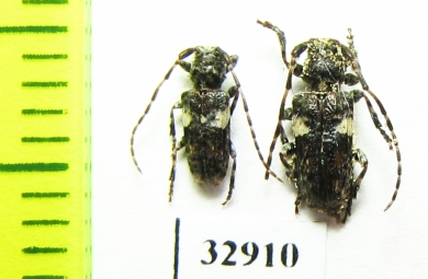Pogonocherus fasciculatus  Russia, Tver reg. - INSECTS-STORE.RU