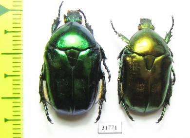 Protaetia affinis tyrrhenica  France, Corsica - INSECTS-STORE.RU