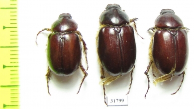 Melolonthinae sp.  Iran, Boyer-Ahmad prov. - INSECTS-STORE.RU