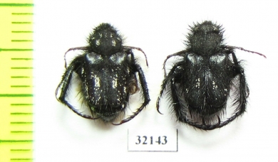Hopliini sp.  South Africa Rep. - INSECTS-STORE.RU