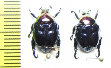 Popilia sp.  China, Yunnan prov. - INSECTS-STORE.RU