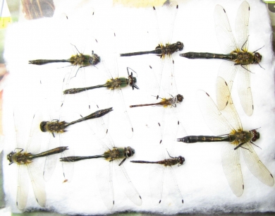 Odonata sp.  Russia, Tver reg. - INSECTS-STORE.RU