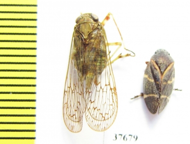 Homoptera sp.  Honduras - INSECTS-STORE.RU