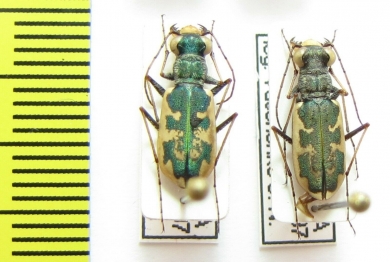 Cephalota ? chiloleuca  Russia, Tuva reg. - INSECTS-STORE.RU