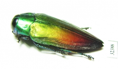Actenodes alluaudi  Madagascar - INSECTS-STORE.RU