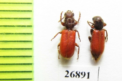 Zenodosus sanguineus  USA - INSECTS-STORE.RU
