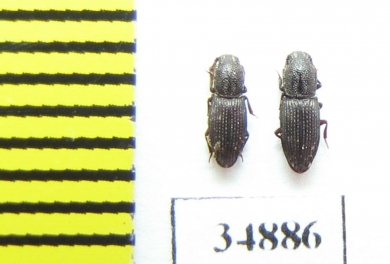 Pycnomerus sulcicollis  Russia, N.Caucasus - INSECTS-STORE.RU