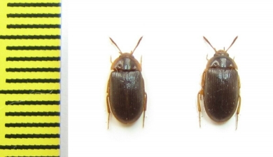 Mycetophagidae, Mycetophagus ater, pair  Russia, Tver reg. - INSECTS-STORE.RU