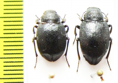 Platyope mongolica, pair  Mongolia - INSECTS-STORE.RU