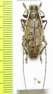 Acalolepta rusticatrix pseudobianor  Philippines - INSECTS-STORE.RU