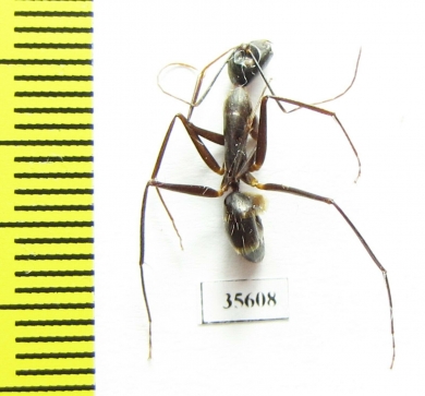 Formicidae sp.  Zambia - INSECTS-STORE.RU