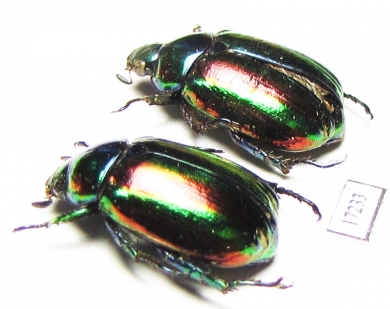 Rutelinae sp.  Laos - INSECTS-STORE.RU
