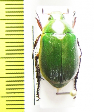 Mimela passerini  China, Sichuan prov. - INSECTS-STORE.RU