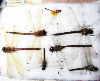 Odonata sp.  Russia, Tver reg. - INSECTS-STORE.RU