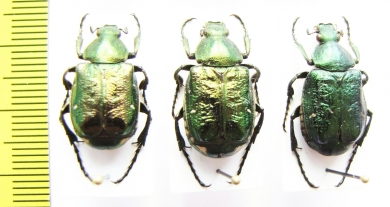 Gnorimus nobilis nobilis, male  France - INSECTS-STORE.RU
