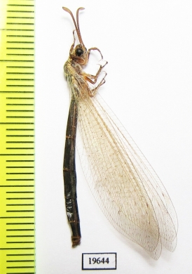 Myrmeleontidae sp.  Tajikistan - INSECTS-STORE.RU