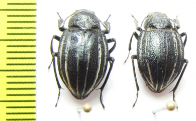 Platyope proctoleuca chinensis  Mongolia - INSECTS-STORE.RU