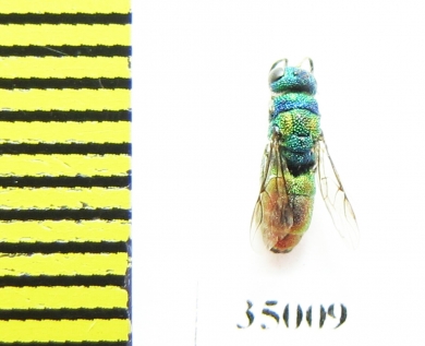 Chrysididae sp.  Russia, Tver reg. - INSECTS-STORE.RU