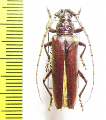 Cerambycidae sp.  Peru - INSECTS-STORE.RU
