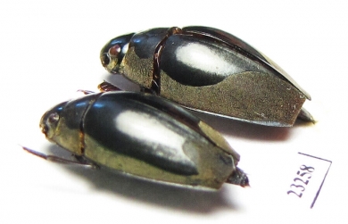 Gyrinidae sp.  Laos - INSECTS-STORE.RU