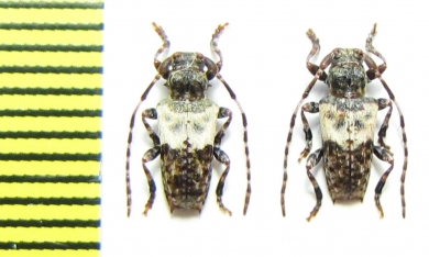 Pogonocherus hispidulus  Russia, Krasnodar reg. - INSECTS-STORE.RU