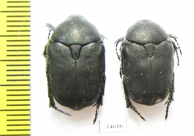 Protaetia afflicta libanni  Israel - INSECTS-STORE.RU