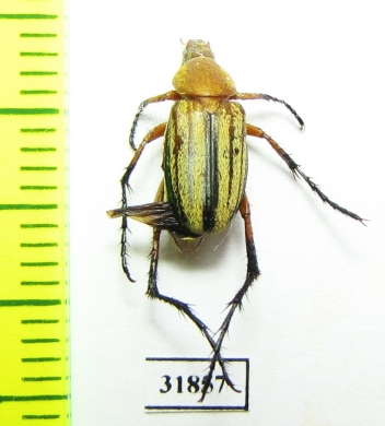 Macrodactylini sp.  Panama - INSECTS-STORE.RU