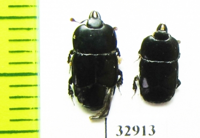 Hololepta plana  Russia, Tver reg. - INSECTS-STORE.RU