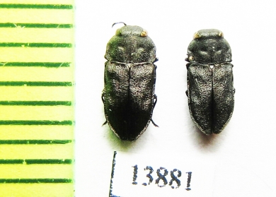Anthaxia godeti  Ukraina - INSECTS-STORE.RU