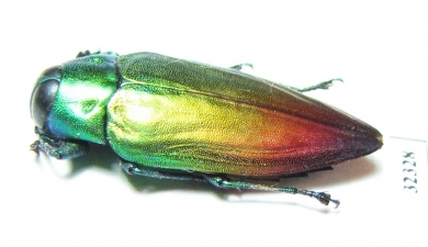 Actenodes alluaudi  Madagascar - INSECTS-STORE.RU