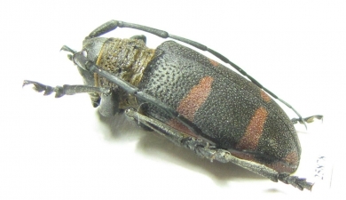 Cerambycidae sp.  South Africa Rep. - INSECTS-STORE.RU