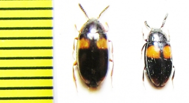 Basanus sp.  Malaysia, Borneo - INSECTS-STORE.RU