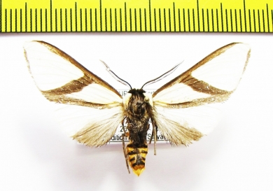 Erebidae sp.  Honduras - INSECTS-STORE.RU