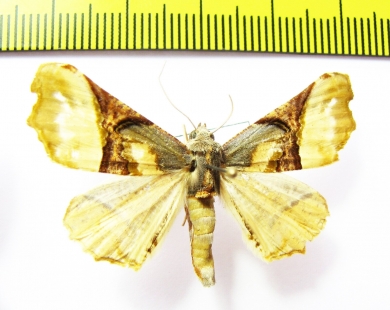 Geometridae sp.  Bolivia - INSECTS-STORE.RU