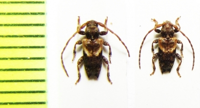 Pogonocherus hispidus  Czech Rep. - INSECTS-STORE.RU